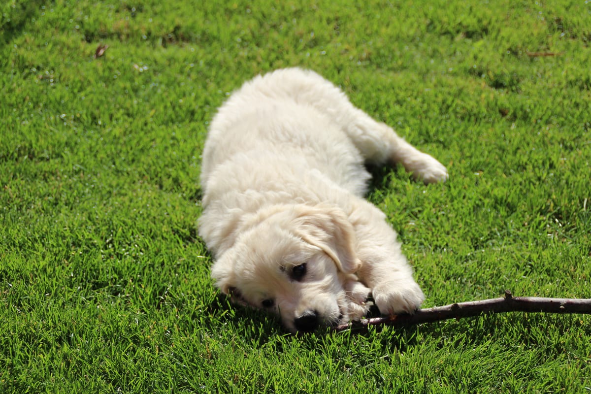 Chiot crème jouant dans l'herbe
