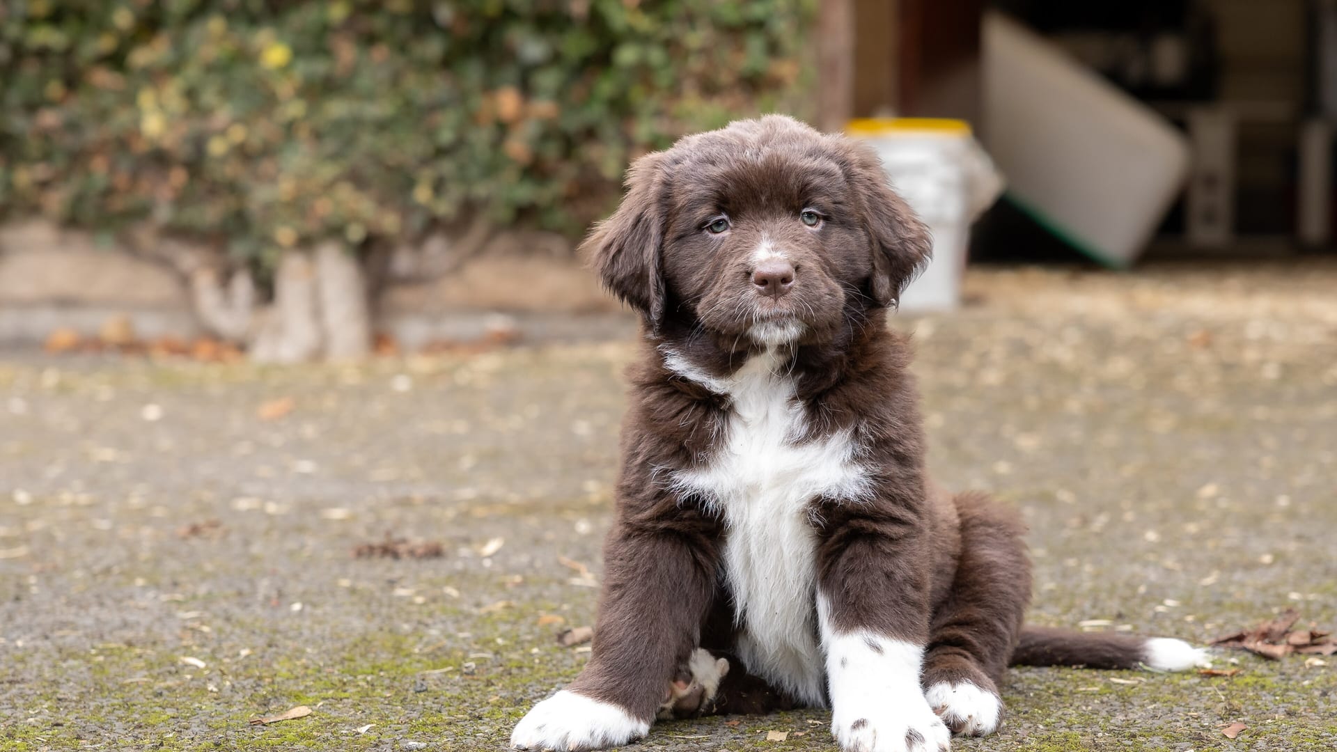 Chiot assis dans la cour de l'élevage
