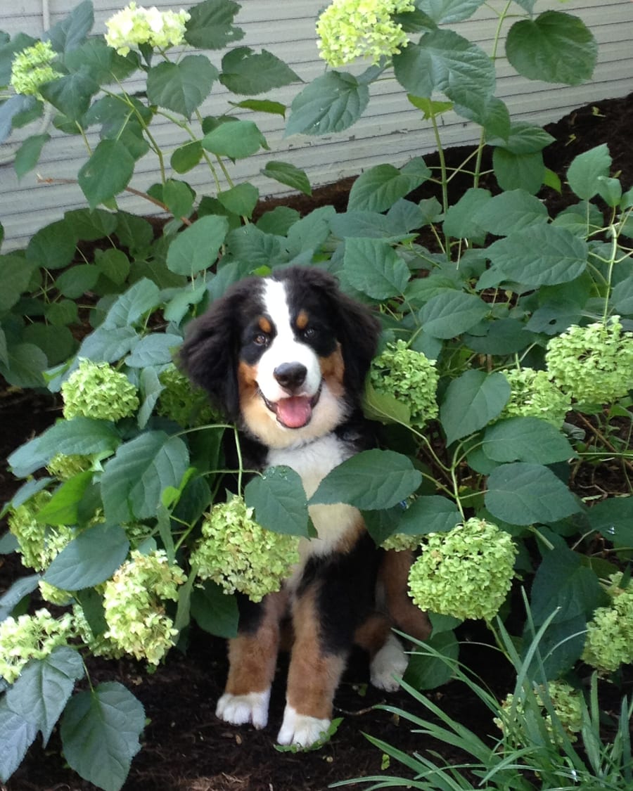 Chiot assis dans le jardin de l'élevage